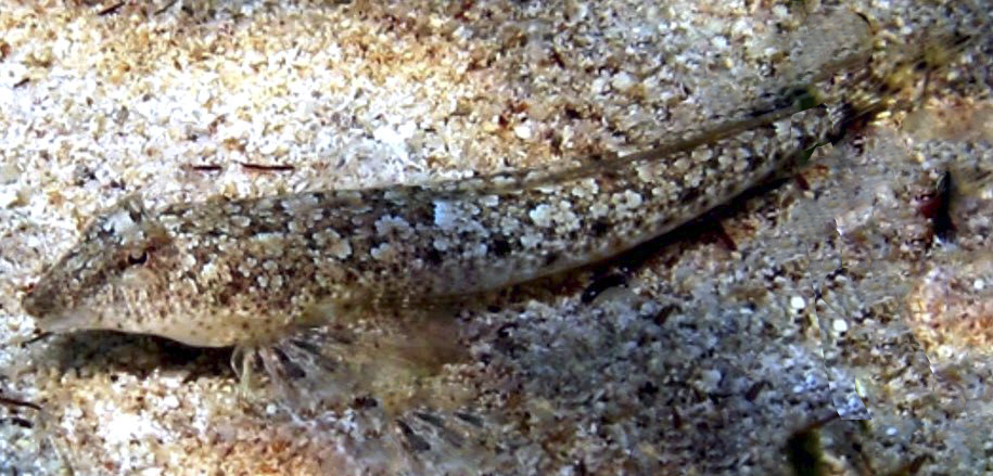 Callionymus risso_9870